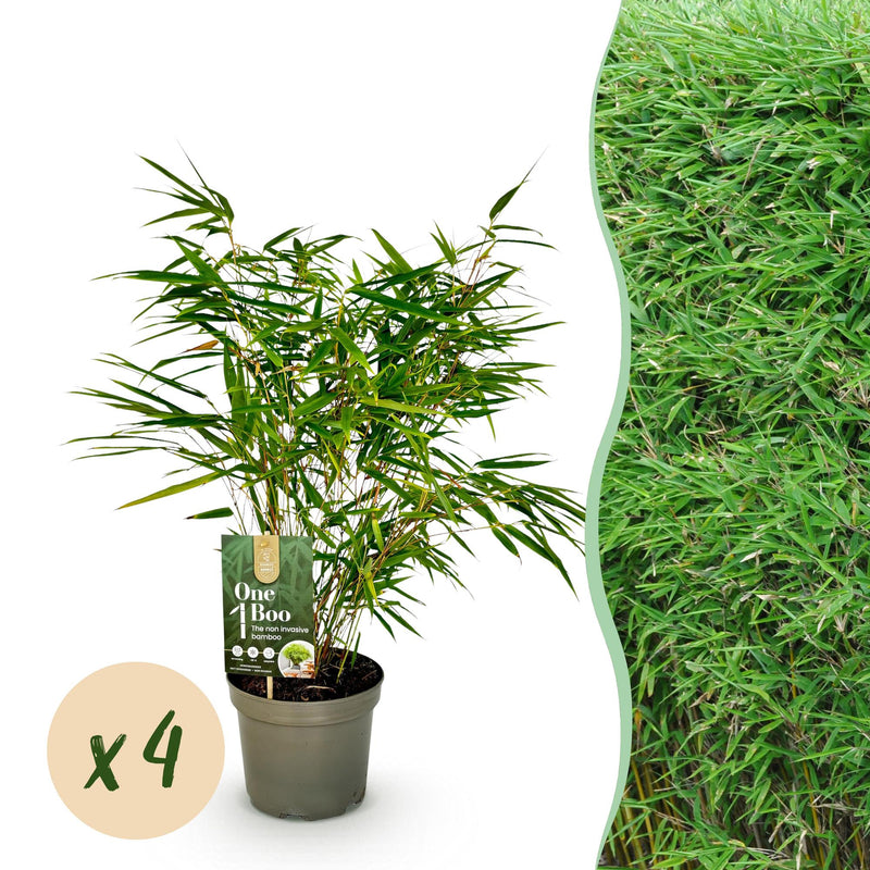 GreenboutiQ Bambus Fargesia rufa: 4x Immergrün, Nicht Ausbreitend, 60cm