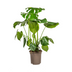 Monstera Deliciosa Tauerii im Ø21cm Topf, 70-90cm hoch Bild 1