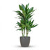 Dracaena Janet Lindt – inkl. grauem Topf – 95 cm Bild 1