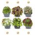 12x - Sempervivum Big Sam - Ø7cm - ↕10-12cm Bild 1