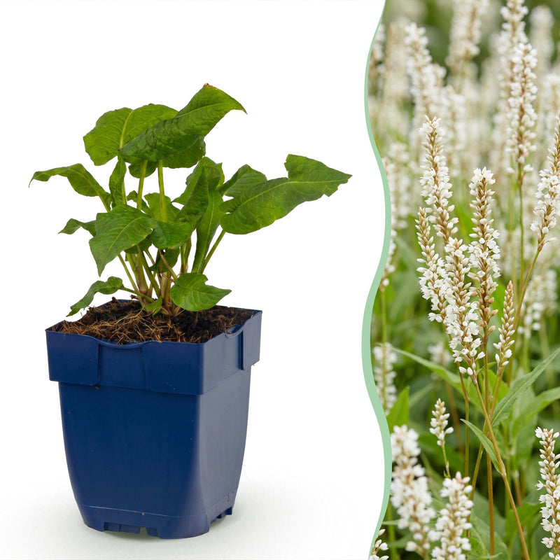 Green boutiQ - Perennial - Persicaria ampl. Alba - Knotweed - Shade - White - 3 Plants - Pot 11cm - Height 15-25cm