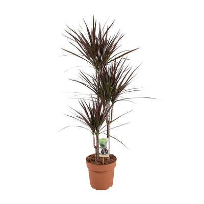 Dracaena Magenta 120cm – Eleganter Drachenbaum im Ø21cm Topf