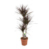 Dracaena Magenta 120cm – Elegant Dragon Tree in Ø21cm Pot Bild 1
