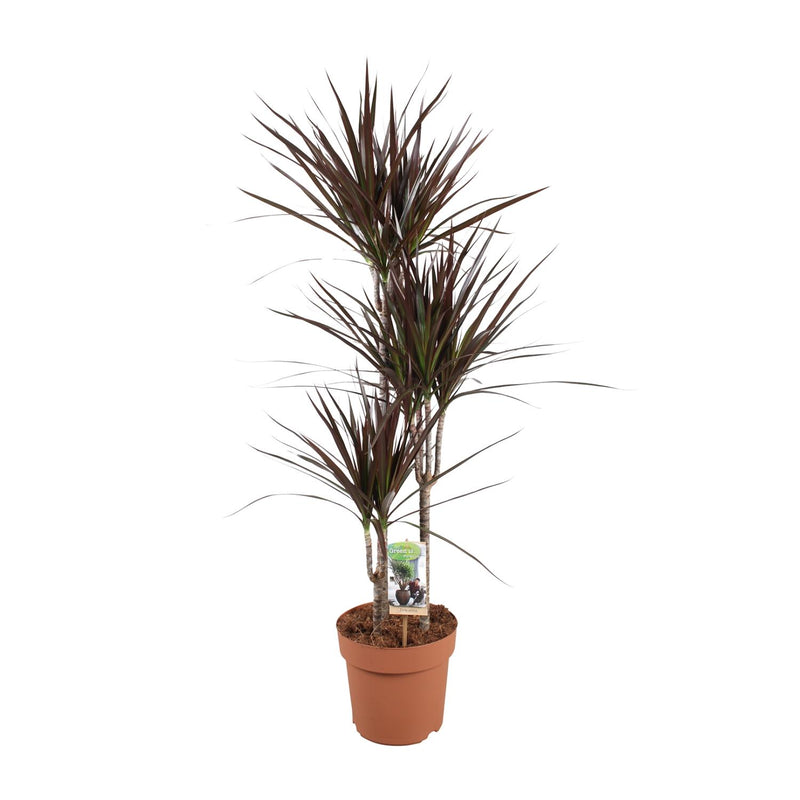 Dracaena Magenta 120cm – Elegant Dragon Tree in Ø21cm Pot