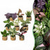 9x Überraschungs-Pflanzenbox Tropisch, Ø6cm, Höhe 5-15cm Bild 1