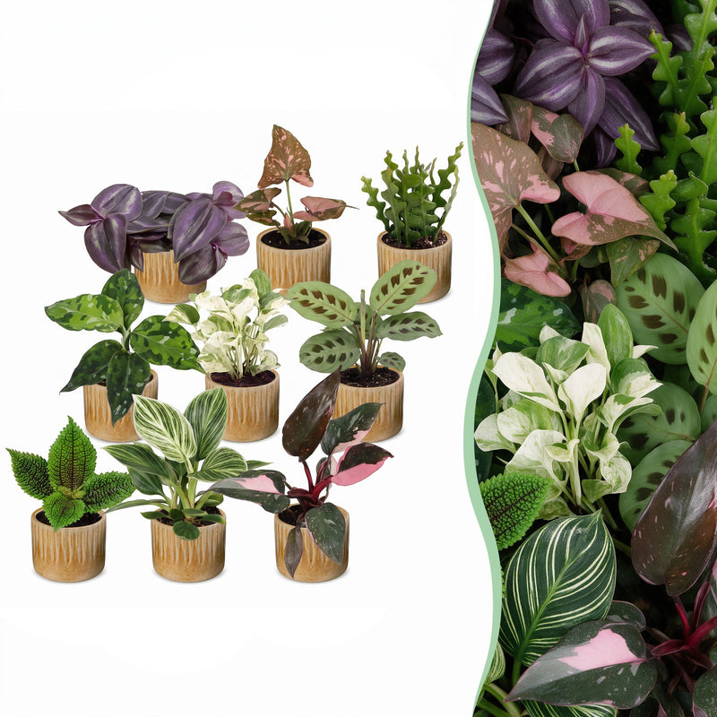 9x Überraschungs-Pflanzenbox Tropisch, Ø6cm, Höhe 5-15cm