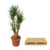 Verzweigte Yucca Elephantipes - 190 cm - Ø55 cm Bild 4
