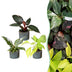 3x Baby Philodendron Tricolour - Zimmerpflanzen Set (Ø6cm) Bild 1