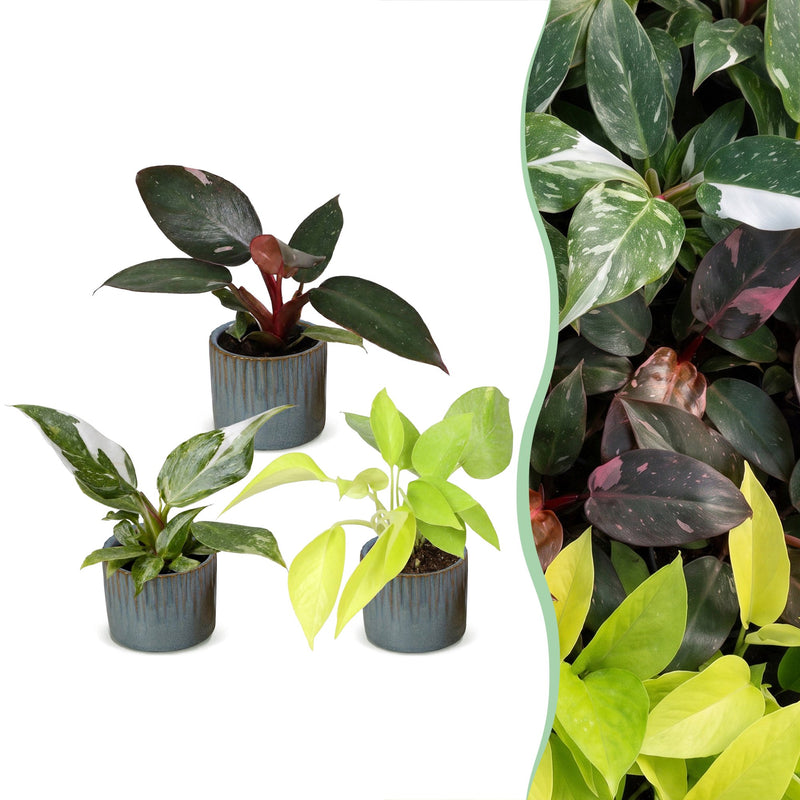 3x Baby Philodendron Tricolour - Zimmerpflanzen Set (Ø6cm)