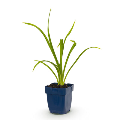 Green boutiQ - Perennials - Hemerocallis Summer Wine - Daylily - Attracts bees and butterflies - Purple - 1 plant - Pot 11cm - Height 15-25cm