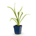 Green boutiQ - Stauden - Hemerocallis Summer Wine - Taglilie - Bienen- und Schmetterlingsanzieher - Lila - 1 Pflanze - Topf 11cm - Höhe 15-25cm Bild 2