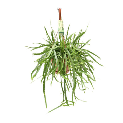 Lepismium Bolivianum Kaktus Ø17, Höhe 55cm - Eleganz für Ihr Zuhause
