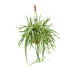 Lepismium Bolivianum Kaktus Ø17, Höhe 55cm - Eleganz für Ihr Zuhause Bild 1