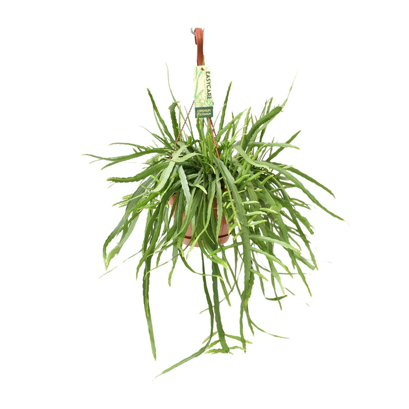 Lepismium Bolivianum Kaktus Ø17, Höhe 55cm - Eleganz für Ihr Zuhause