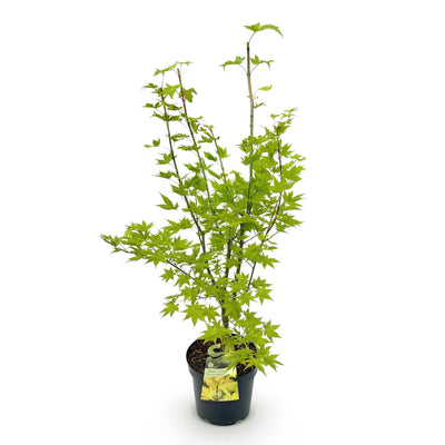Japanischer Ahorn 'Summergold' - 90cm, Topf 26cm