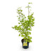 Japanischer Ahorn 'Summergold' - 90cm, Topf 26cm Bild 2