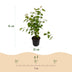 GreenboutiQ - Garden Plant - Cercidiphyllum japonicum - Green 3 Plants - Deciduous - Low Maintenance - Pot 12cm Height 35cm Bild 3