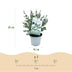 GreenboutiQ Eukalyptusbaum 'Gunnii' (4 Stk.) Winterhart, Topf 14cm Bild 3
