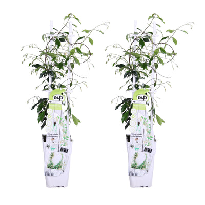 2x Star Jasmine 'Star of Venice' ↨65cm Ø15