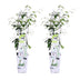 2x Sternjasmin 'Star of Venice' ↨65cm Ø15 Bild 7