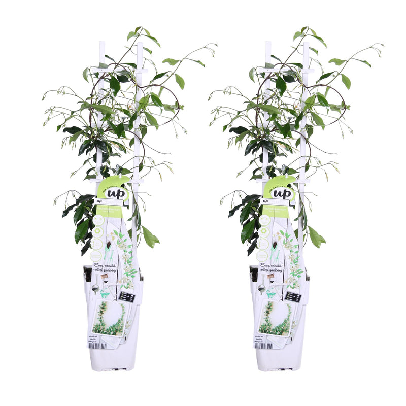 2x Star Jasmine 'Star of Venice' ↨65cm Ø15