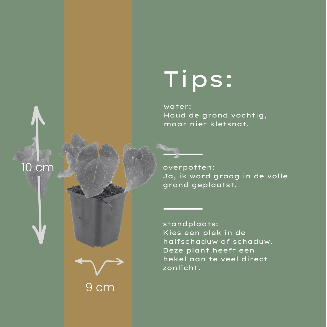 12x Epimedium perralc. 'Frohnleiten' – wintergrüner Bodendecker
