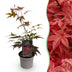 Acer palmatum Atropurpureum - Lila Zierahorn für Ihr Zuhause Bild 1