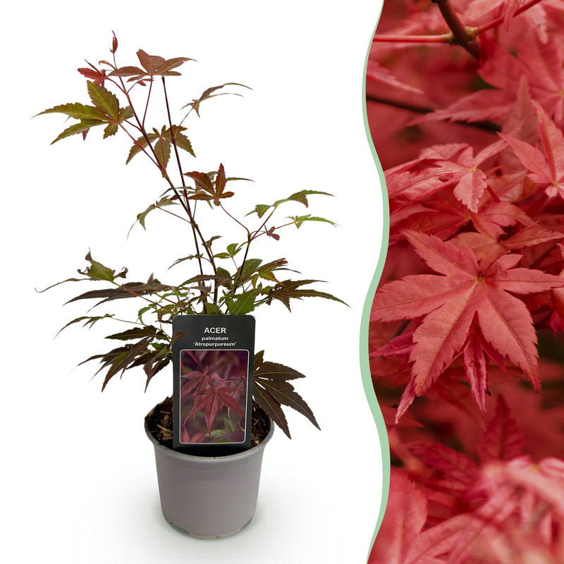 Acer palmatum Atropurpureum - Lila Zierahorn für Ihr Zuhause