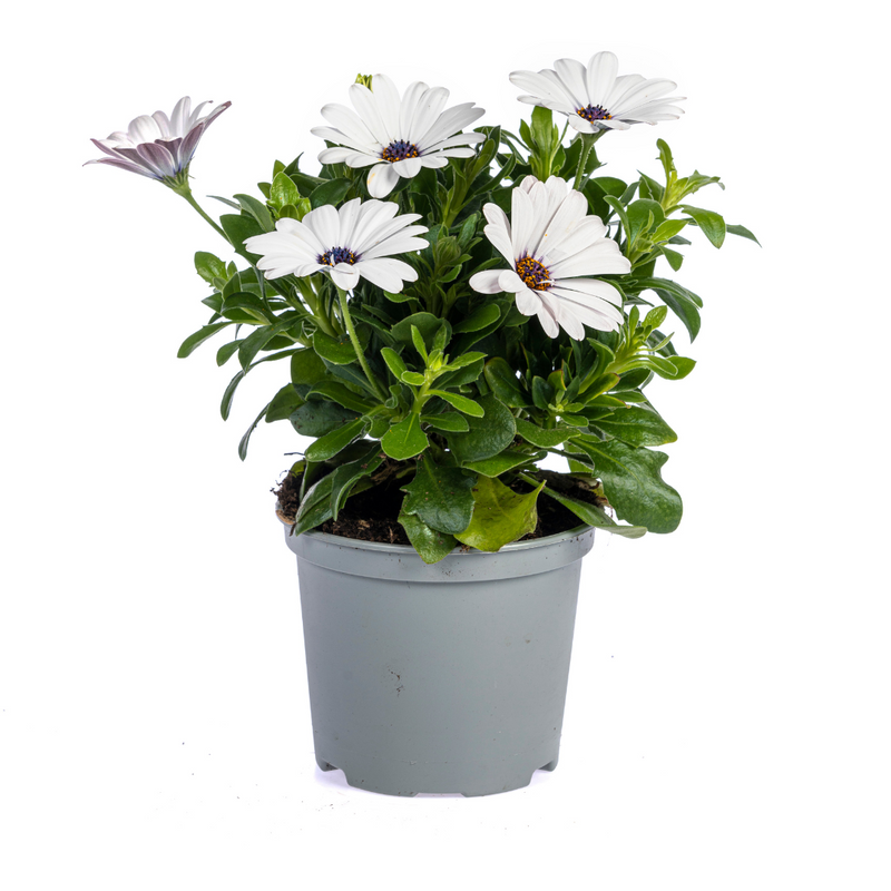 8x Osteospermum ecklonis White in 12cm pots, approx. 20cm high