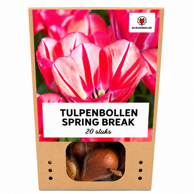 Spring Break Tulpenzwiebeln – 20 Stück | KH Bloembollen® | Rot-Orange Tulpen