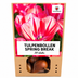 Tulpenbollen Spring Break – 20 Stuks | KH Bloembollen® | Rood-Oranje Tulp – Vurig, Energiek & Opvallend – Voor Tuin of Pot – Maat 11/12 – Vers van de Teler Bild 8