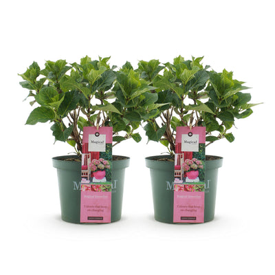 Hydrangea Magical Green Fire - 2 Hortensien, Topf 23cm, H 55cm