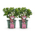 Hydrangea Magical Green Fire - 2 hydrangeas, 23cm pot, 55cm H Bild 2