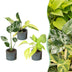 3er Baby Tropical Mix: Monstera, Philodendron Florida, Philodendron Neon Bild 1