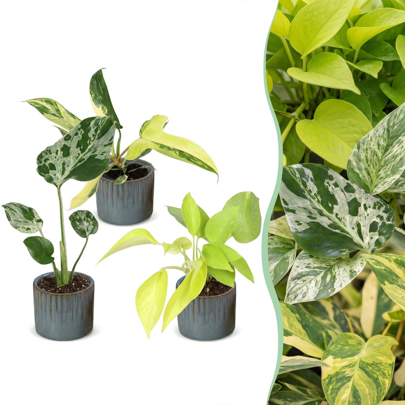 3er Baby Tropical Mix: Monstera, Philodendron Florida, Philodendron Neon