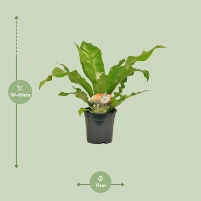 Asplenium Nidus (Nestfarn) - Ø17cm Topf, ca. 60cm hoch