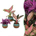 Baby Paradise Mix: 3 Tropische Pflanzen mit Rosa-Tönen, Ø6cm Bild 1