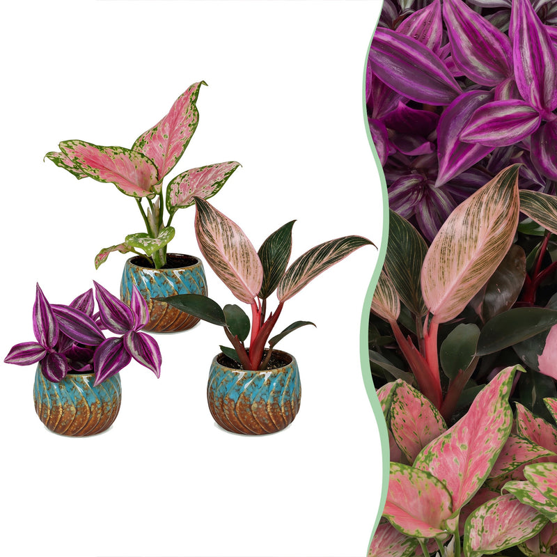 Baby Paradise Mix: 3 Tropische Pflanzen mit Rosa-Tönen, Ø6cm