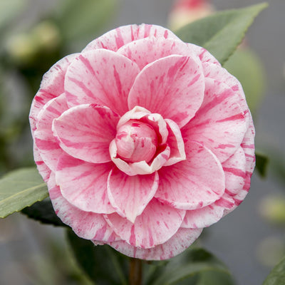 Camellia japonica Bonomiana - Blütenpracht für Garten & Terrasse