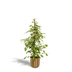 Ficus Benjamina Golden King, Ø21cm, ↕95cm, incl. Mayk Gold Pot Bild 1