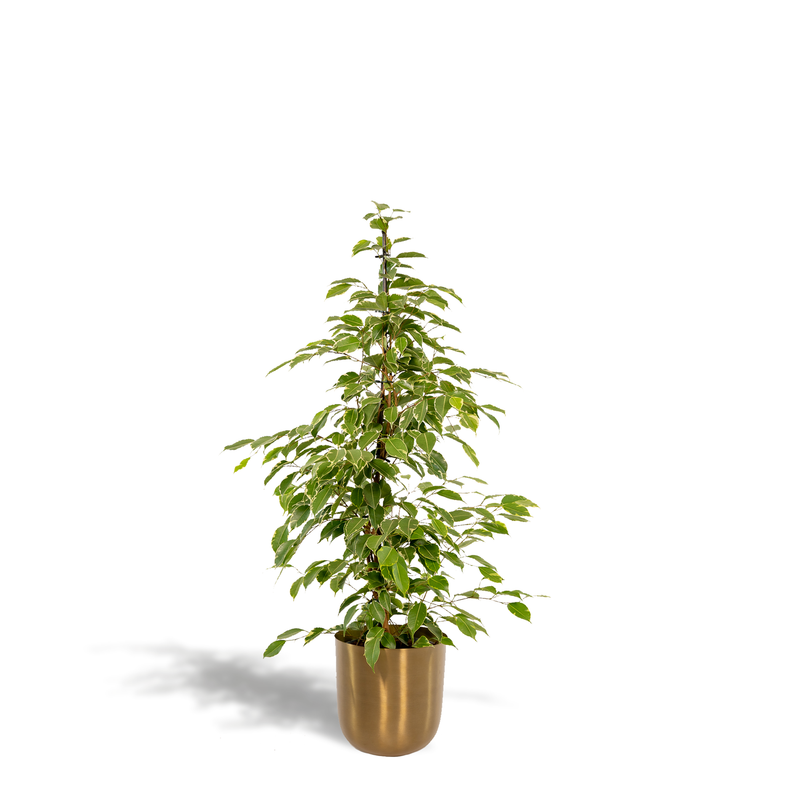 Ficus Benjamina Golden King, Ø21cm, ↕95cm, incl. Mayk Gold Pot