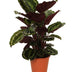 Calathea Medallion – Ø19cm – ↕75cm – Foliage Plant with Red-Violet Ornamental Leaves Bild 1