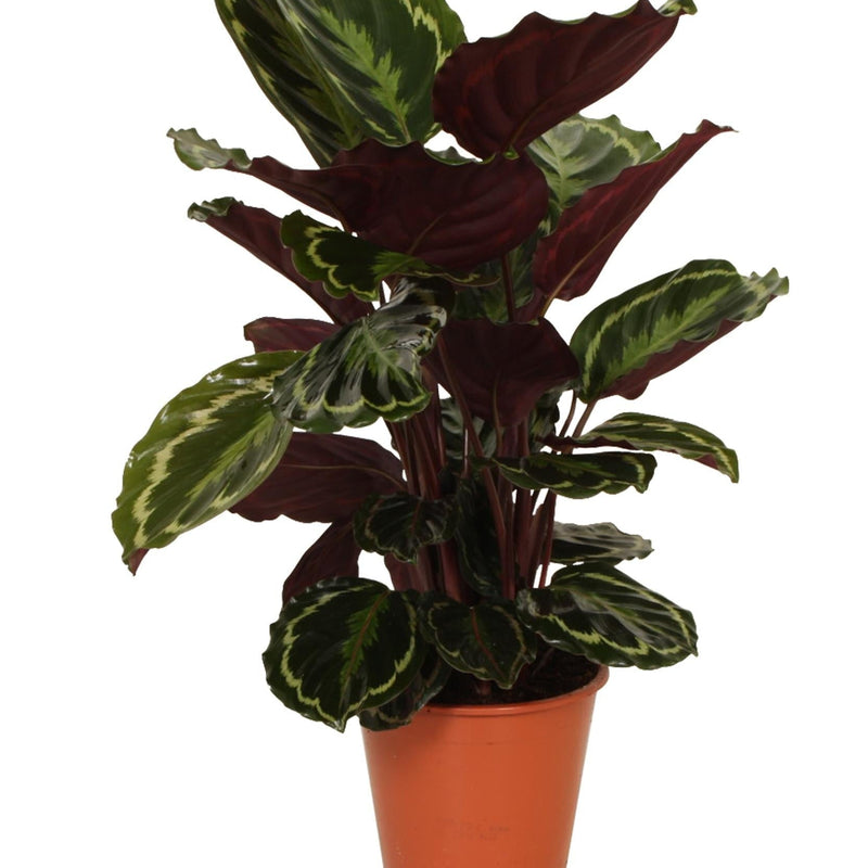 Calathea Medallion – Ø19cm – ↕75cm – Foliage Plant with Red-Violet Ornamental Leaves