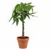 Pachira Aquatica Glückskastanie Ø21cm - 90cm Bild 1