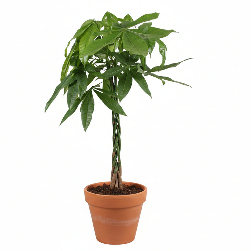 Pachira Aquatica Glückskastanie Ø21cm - 90cm
