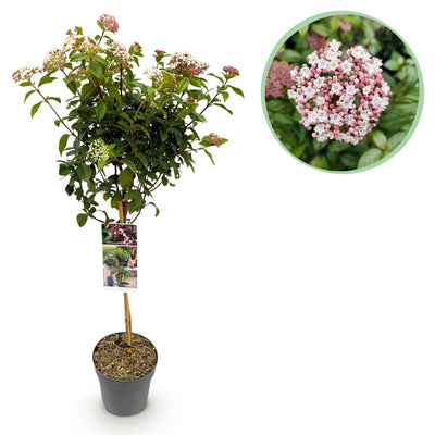 GreenboutiQ - Stamm-Pflanze - Viburnum tinus Eve Price - Terrassenpflanze - Immergrün - Winterhart - Weiß-Rosa Blüte - Topf 19cm Höhe 90cm