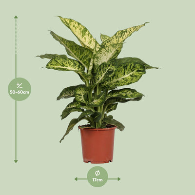 Dieffenbachia Mars: Exotische & pflegeleichte Zimmerpflanze (17cm Topf)