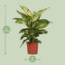 Dieffenbachia Mars: Exotische & pflegeleichte Zimmerpflanze (17cm Topf) Bild 2