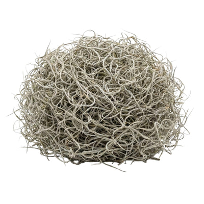 Getrocknetes Tillandsia-Moos 1L – Deko-Spanisches Moos