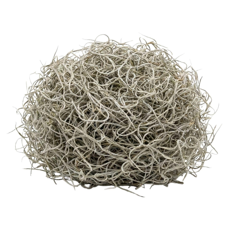 Getrocknetes Tillandsia-Moos 1L – Deko-Spanisches Moos